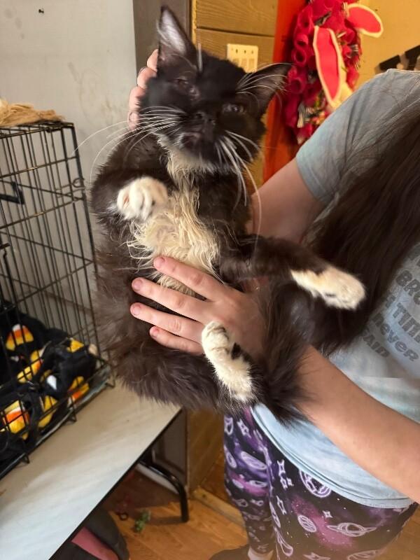 Enlarge Goldfinger, a Adoptable Tuxedo in Partlow, VA image 4/6
