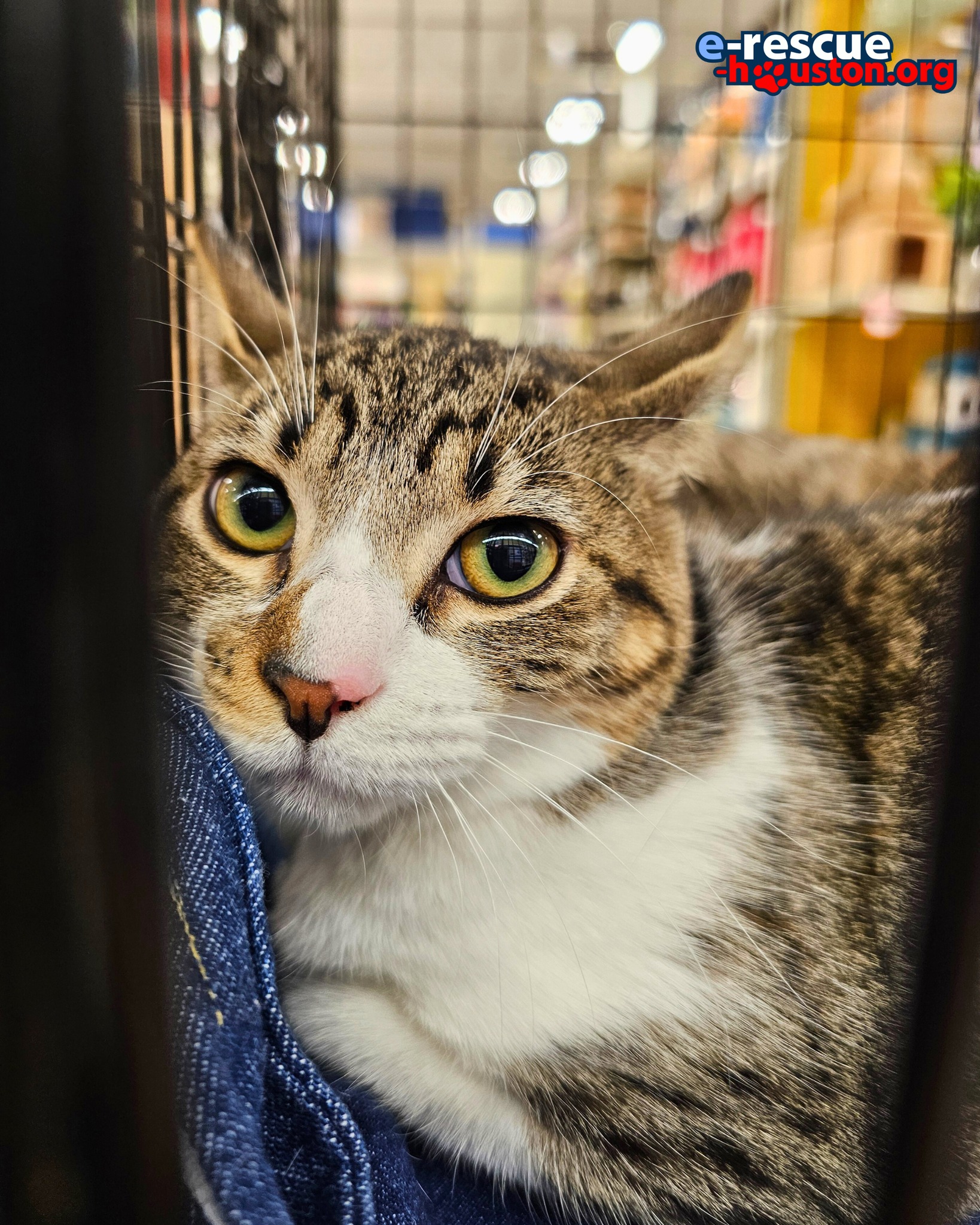 Cat for adoption Wren (Sister of Tatum) (LAS VEGAS), a Domestic