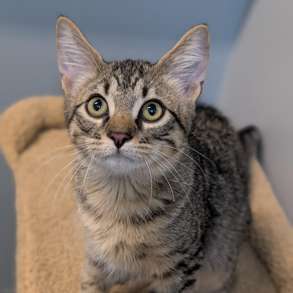 Enlarge Drider, an adopted Domestic Short Hair in Cape Girardeau, MO image 2/2