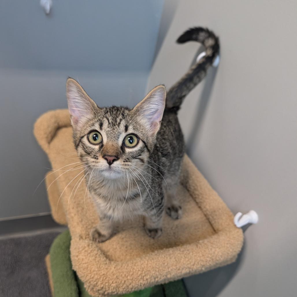 Drider, adopted, Kitten Male Domestic Short Hair.