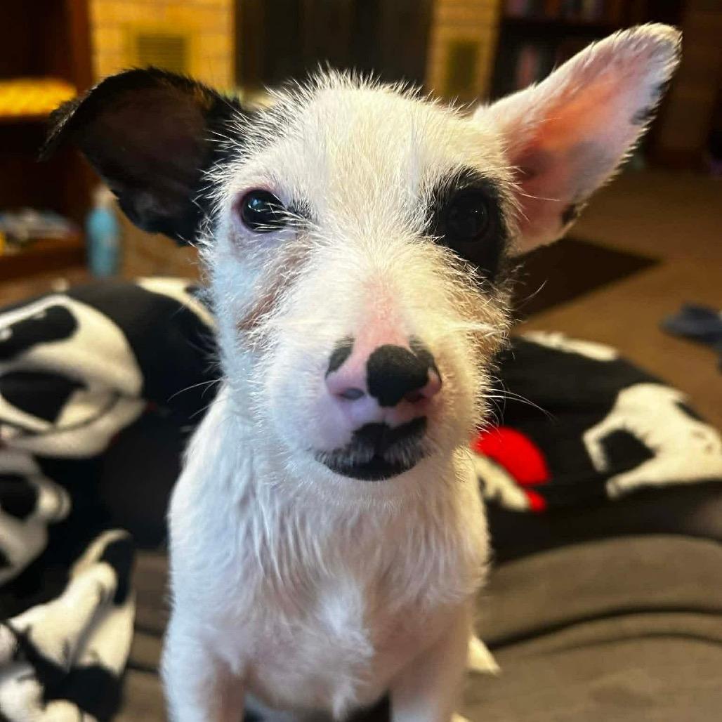 Blaze, Adoptable, Adult Male Jack Russell Terrier.