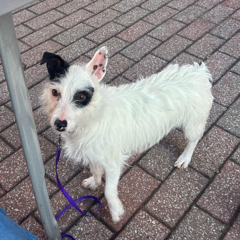 Enlarge Blaze, a Adoptable Jack Russell Terrier in Kansas City, MO image 2/5