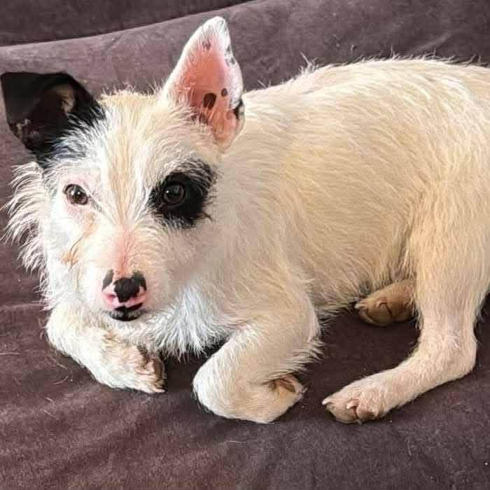 Enlarge Blaze, a Adoptable Jack Russell Terrier in Kansas City, MO image 3/5