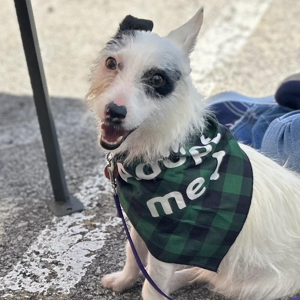 Enlarge Blaze, a Adoptable Jack Russell Terrier in Kansas City, MO image 4/5