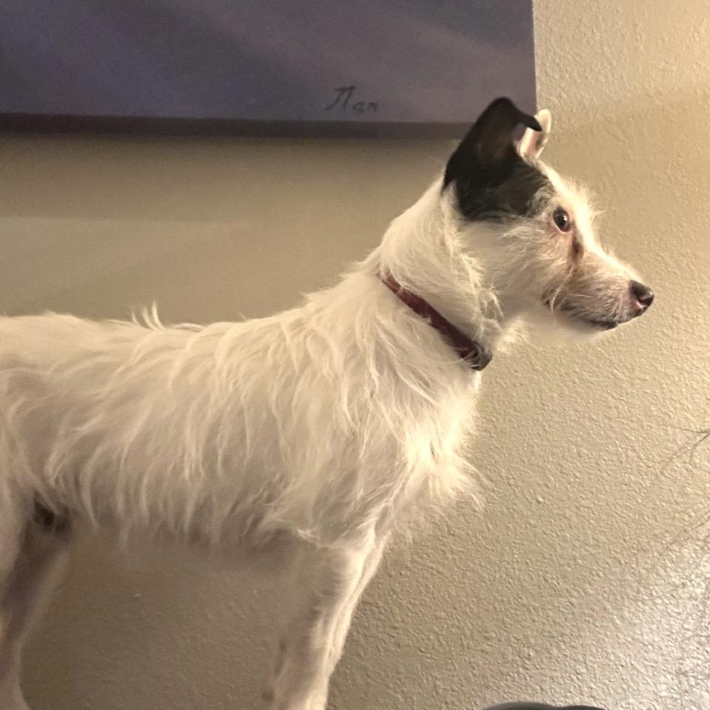 Enlarge Blaze, a Adoptable Jack Russell Terrier in Kansas City, MO image 5/5