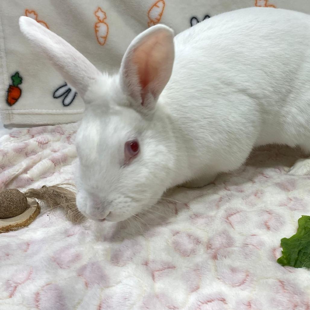 Alice, Adoptable, Adult Female American.