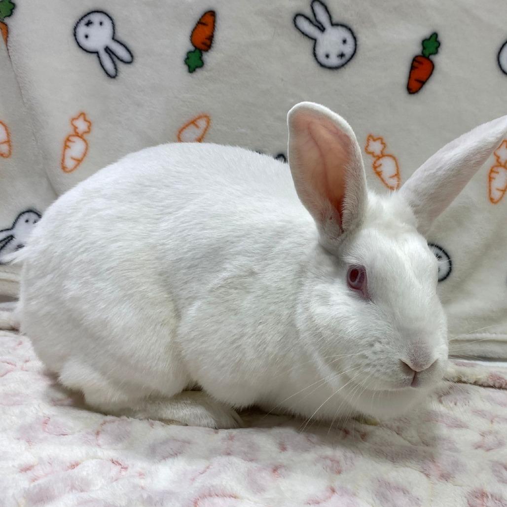 Alice, a Adoptable American in Puslinch, ON image 1/6