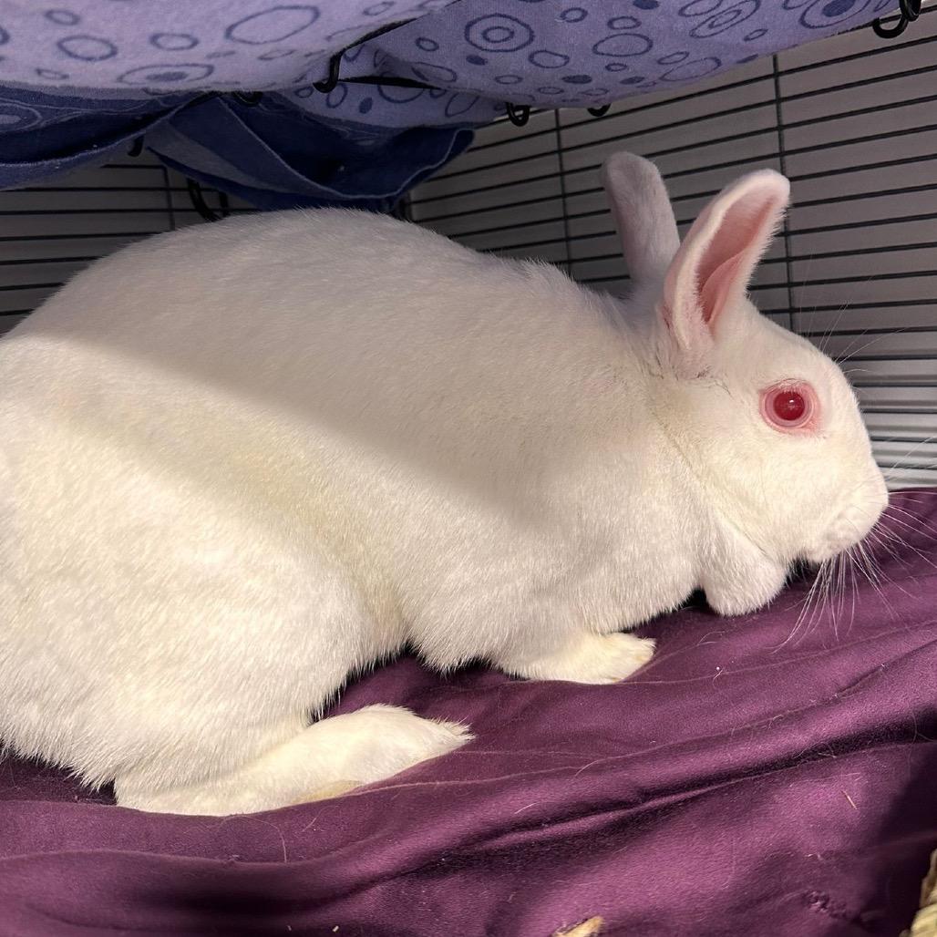 Alice, a Adoptable American in Puslinch, ON image 2/6