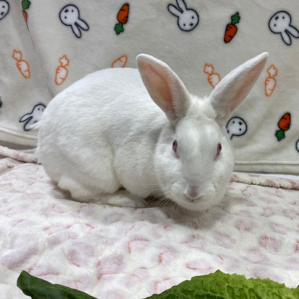 Alice, a Adoptable American in Puslinch, ON image 4/6