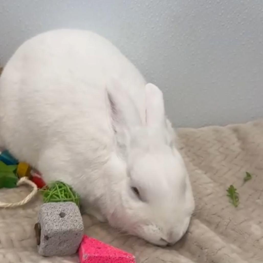 Alice, a Adoptable American in Puslinch, ON image 5/6