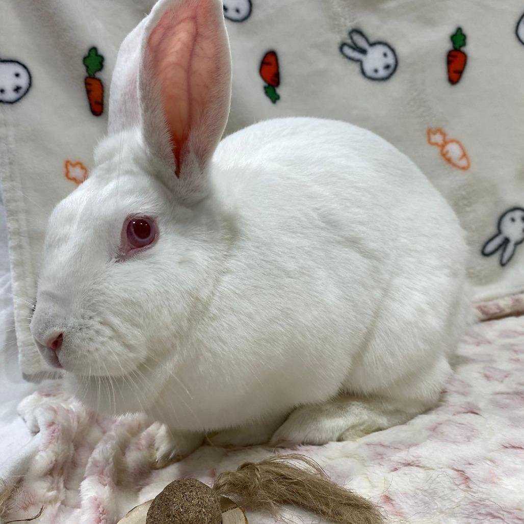 Alice, a Adoptable American in Puslinch, ON image 3/6