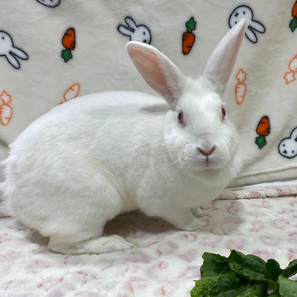 Alice, a Adoptable American in Puslinch, ON image 4/6