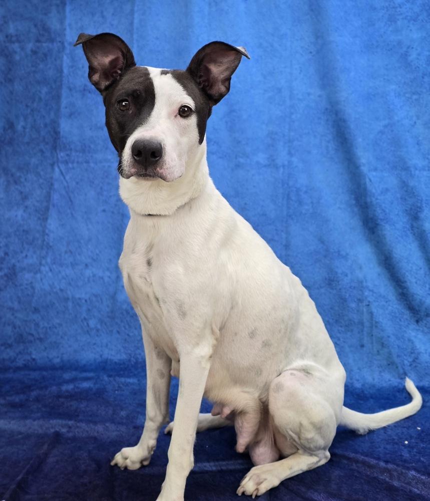 Domino, Adoptable, Adult Female Labrador Retriever & Pointer.