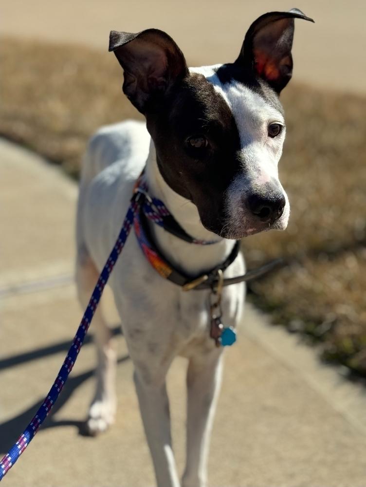Domino, a Adoptable mixed breed in Sedalia, CO image 3/6