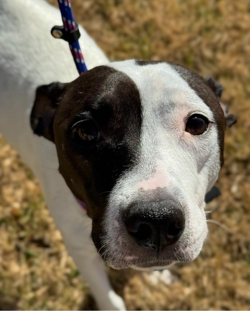 Domino, a Adoptable mixed breed in Sedalia, CO image 4/6