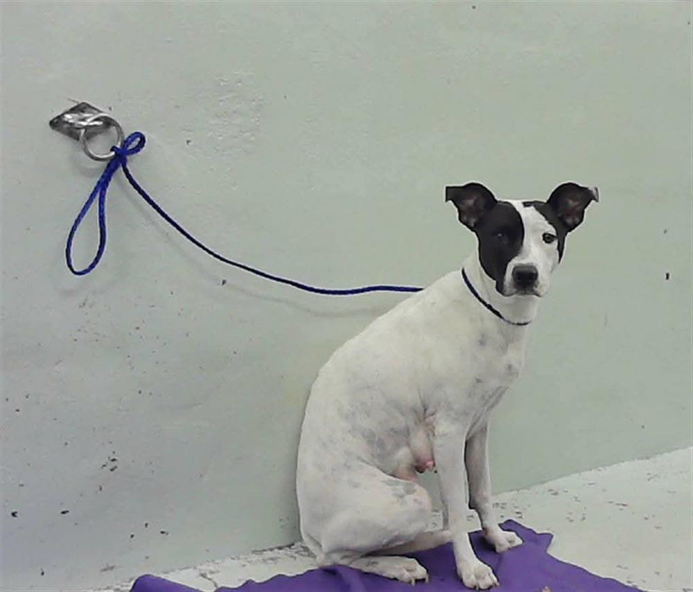 Domino, a Adoptable mixed breed in Sedalia, CO image 5/6