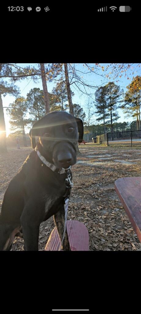 Enlarge Trip, a Adoptable mixed breed in Greenville, SC image 2/4