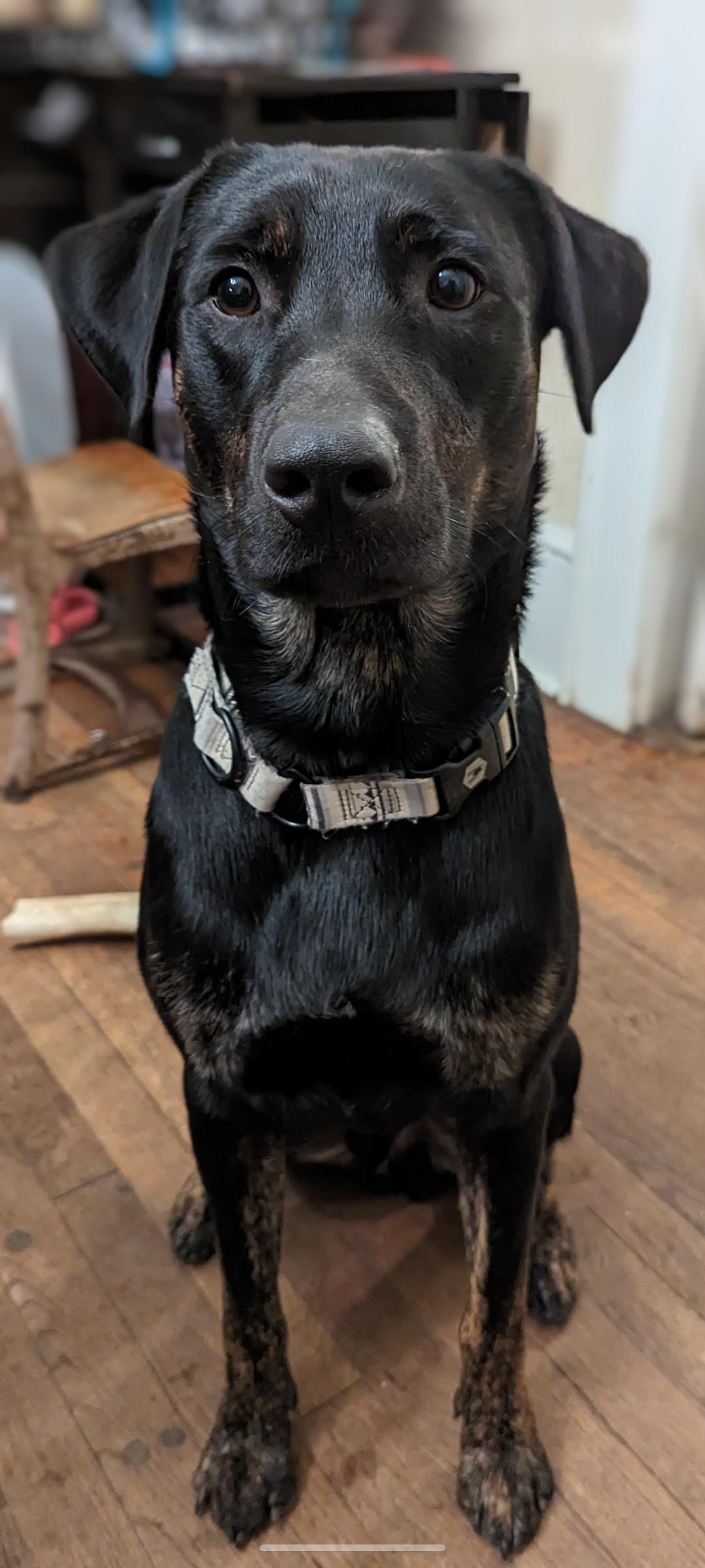 Trip, Adoptable, Adult Male Hound & Black Labrador Retriever.