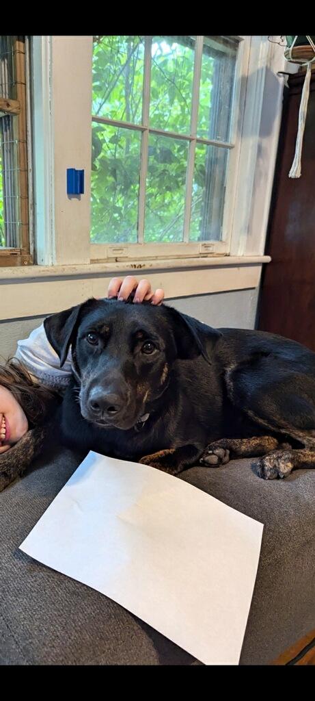 Enlarge Trip, a Adoptable mixed breed in Greenville, SC image 3/4