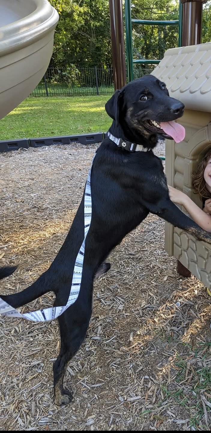 Enlarge Trip, a Adoptable mixed breed in Greenville, SC image 4/4