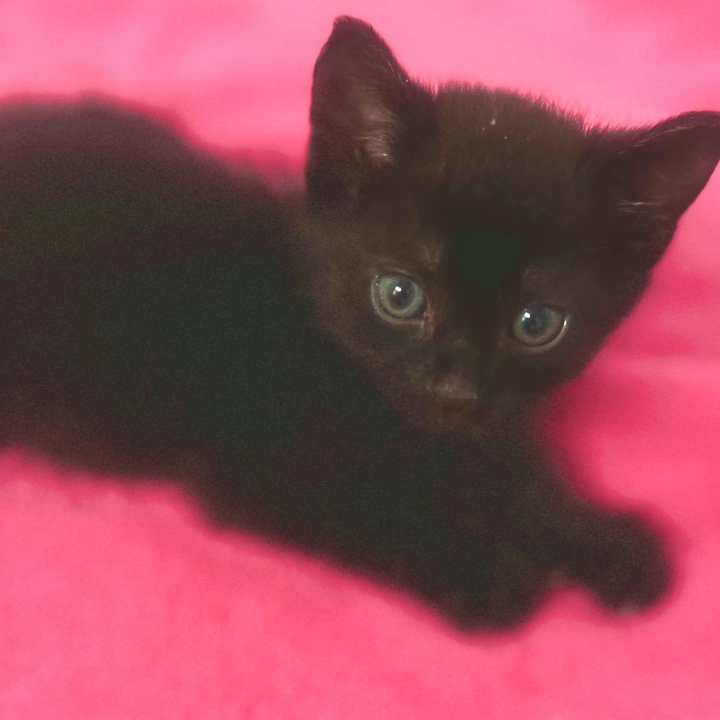 Pepper - fka Bean (Cob BB 1), Adoptable, Kitten Female Domestic Short Hair.