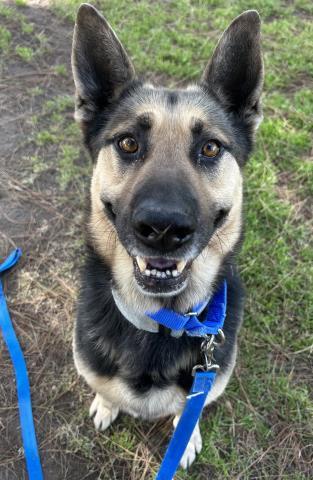 Enlarge Zeus -- LONGTIME RESIDENT!, an adoptable mixed breed in Thousand Oaks, CA image 1/2