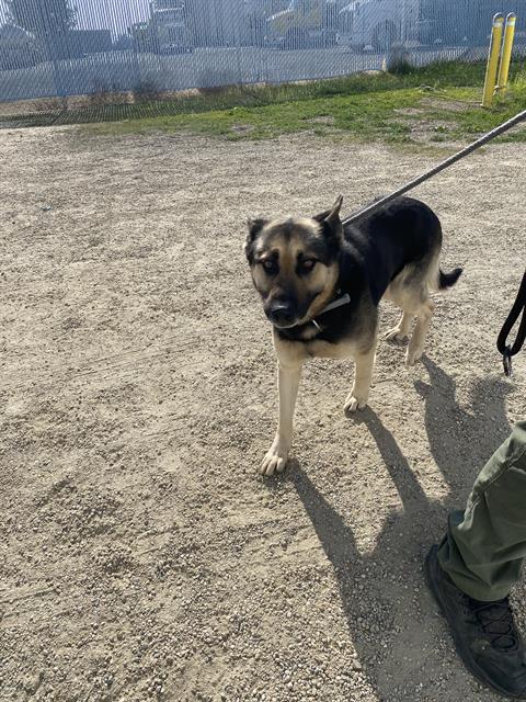 Enlarge Zeus -- LONGTIME RESIDENT!, an adoptable mixed breed in Thousand Oaks, CA image 2/2