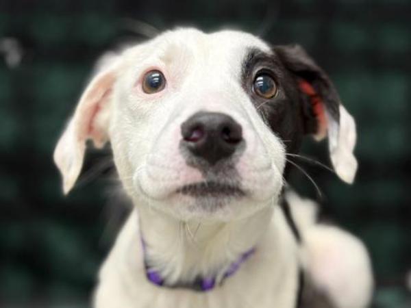 Clover — thumbnail 2