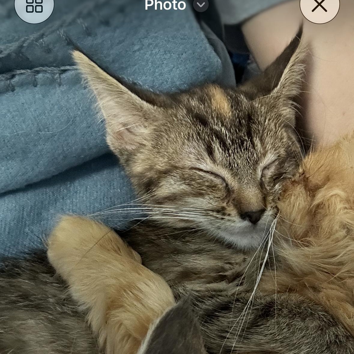 Enlarge Josephine, a ADOPTABLE Domestic Short Hair in Burnsville, MN image 3/5