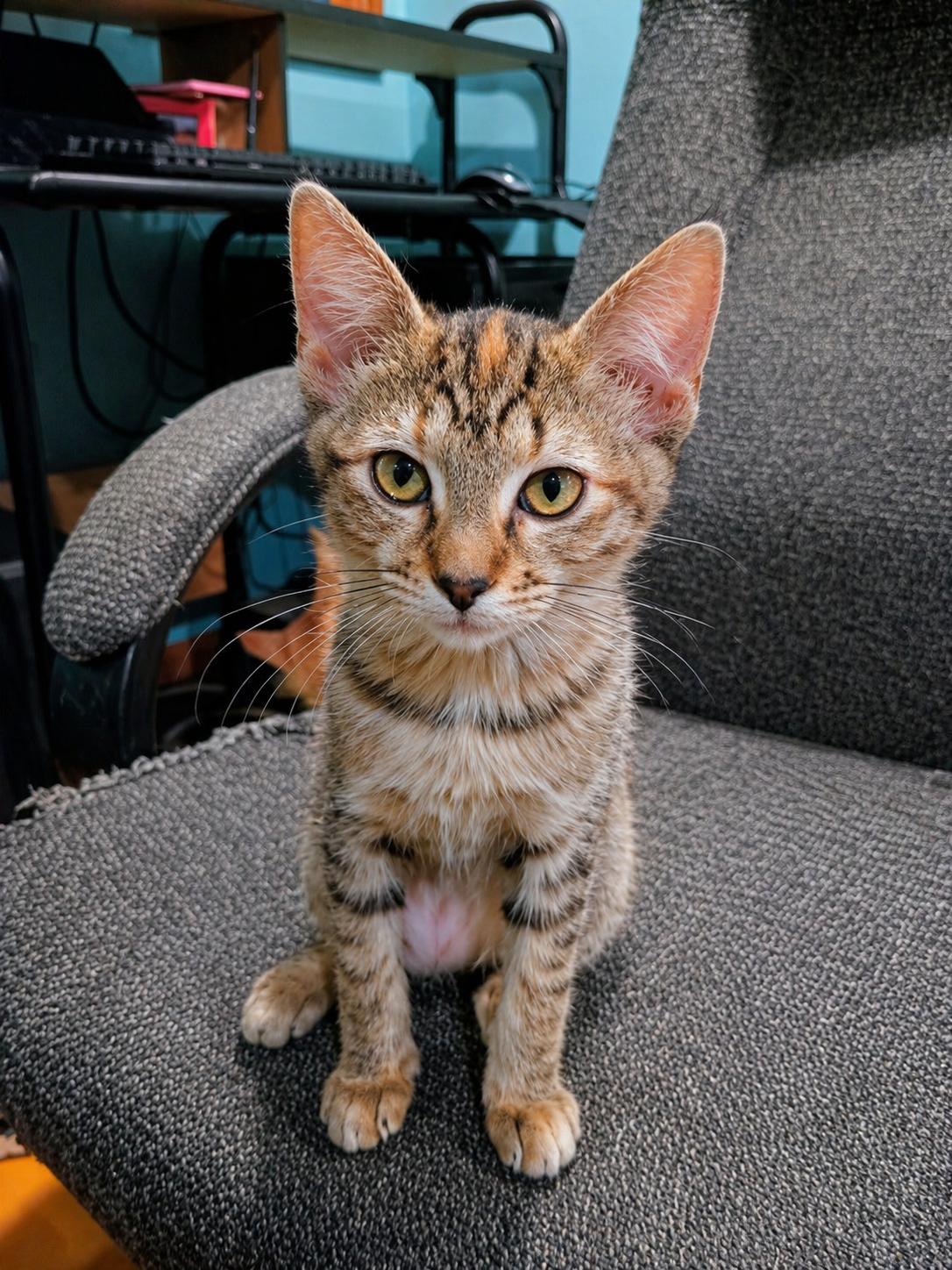 Enlarge Josephine, a ADOPTABLE Domestic Short Hair in Burnsville, MN image 1/5