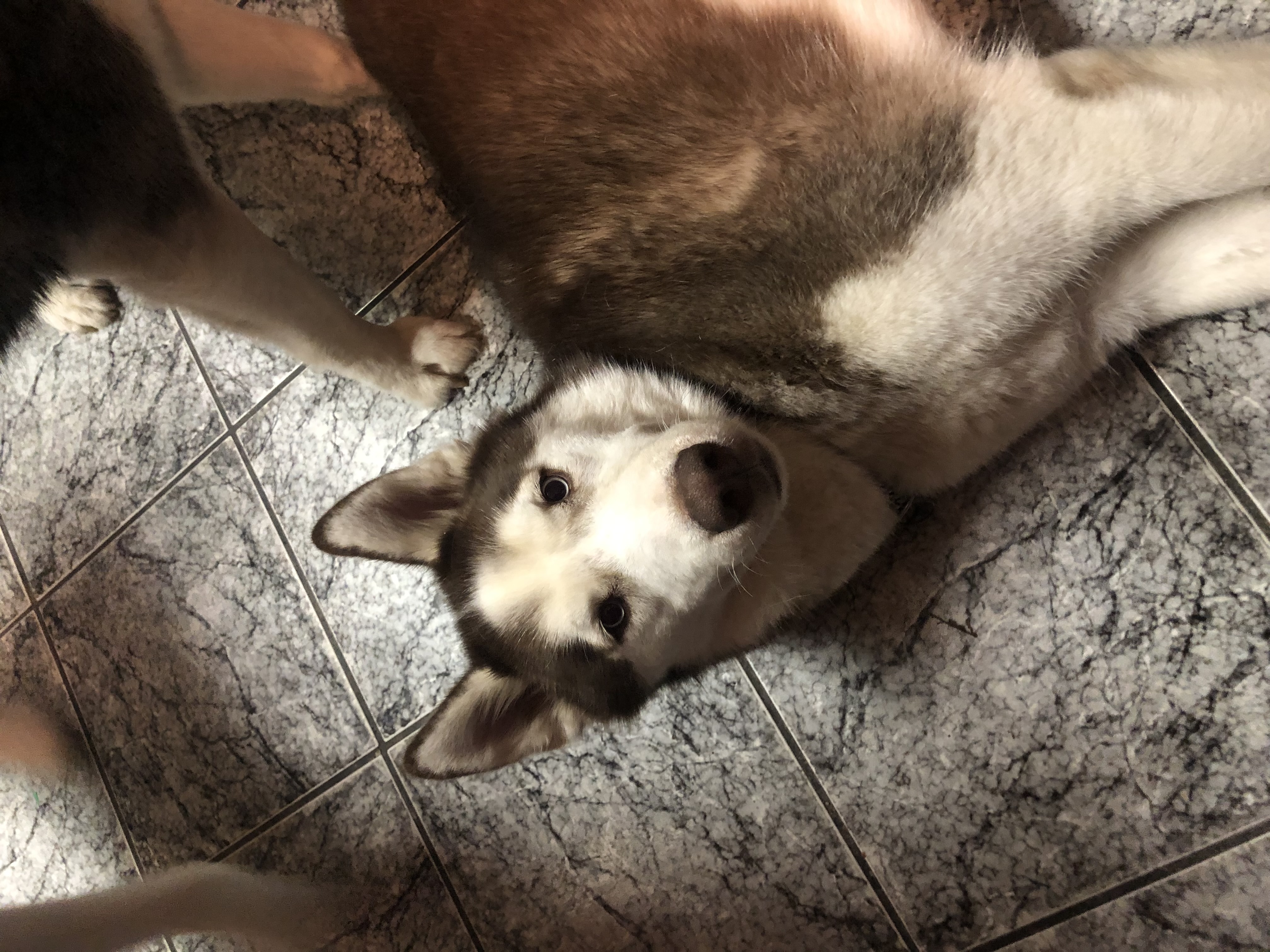 Dog for adoption Romulus, a Siberian Husky in Downers Grove, IL