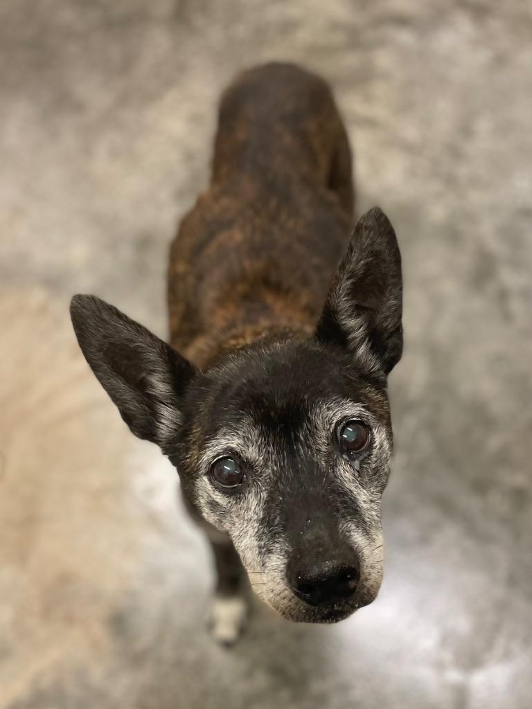 Barnaby, Adoptable, Senior Male Rat Terrier & Mixed Breed.