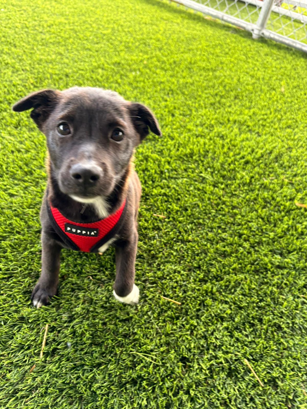 Enlarge Bean, a ADOPTABLE Mixed Breed in Morristown, NJ image 3/6