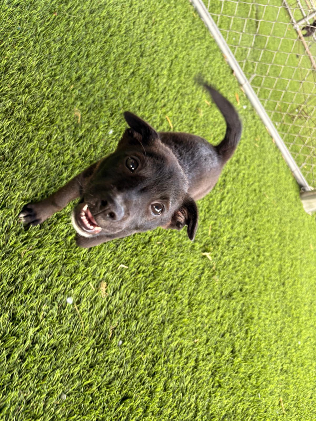Enlarge Bean, a ADOPTABLE Mixed Breed in Morristown, NJ image 5/6