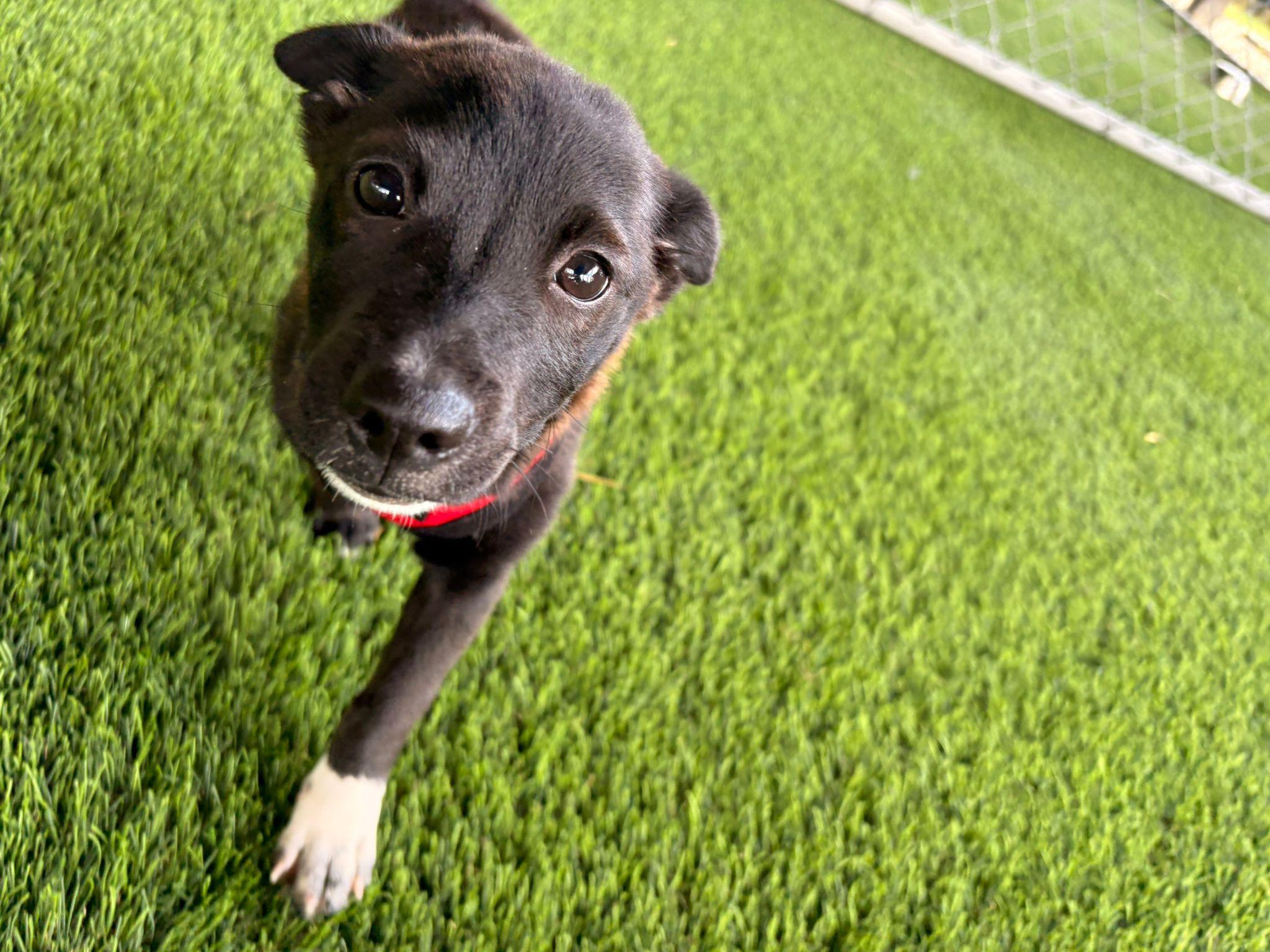 Enlarge Bean, a ADOPTABLE Mixed Breed in Morristown, NJ image 6/6