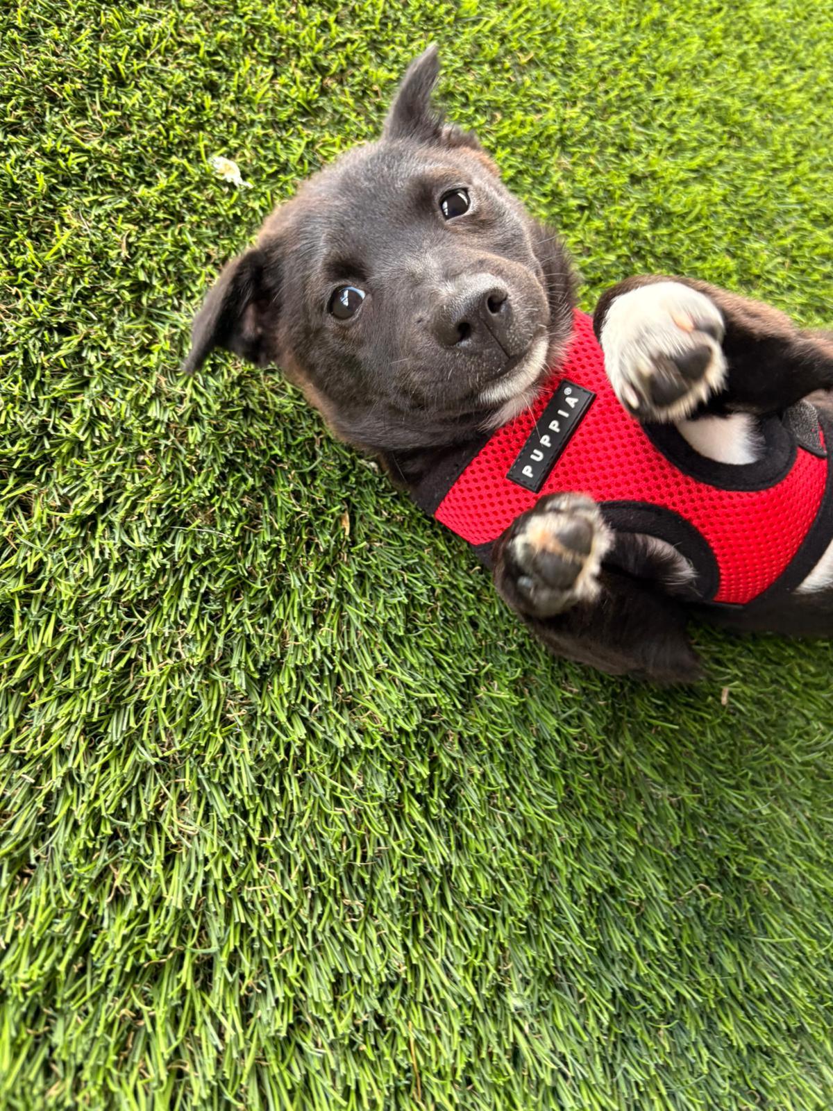 Enlarge Bean, a ADOPTABLE Mixed Breed in Morristown, NJ image 4/6