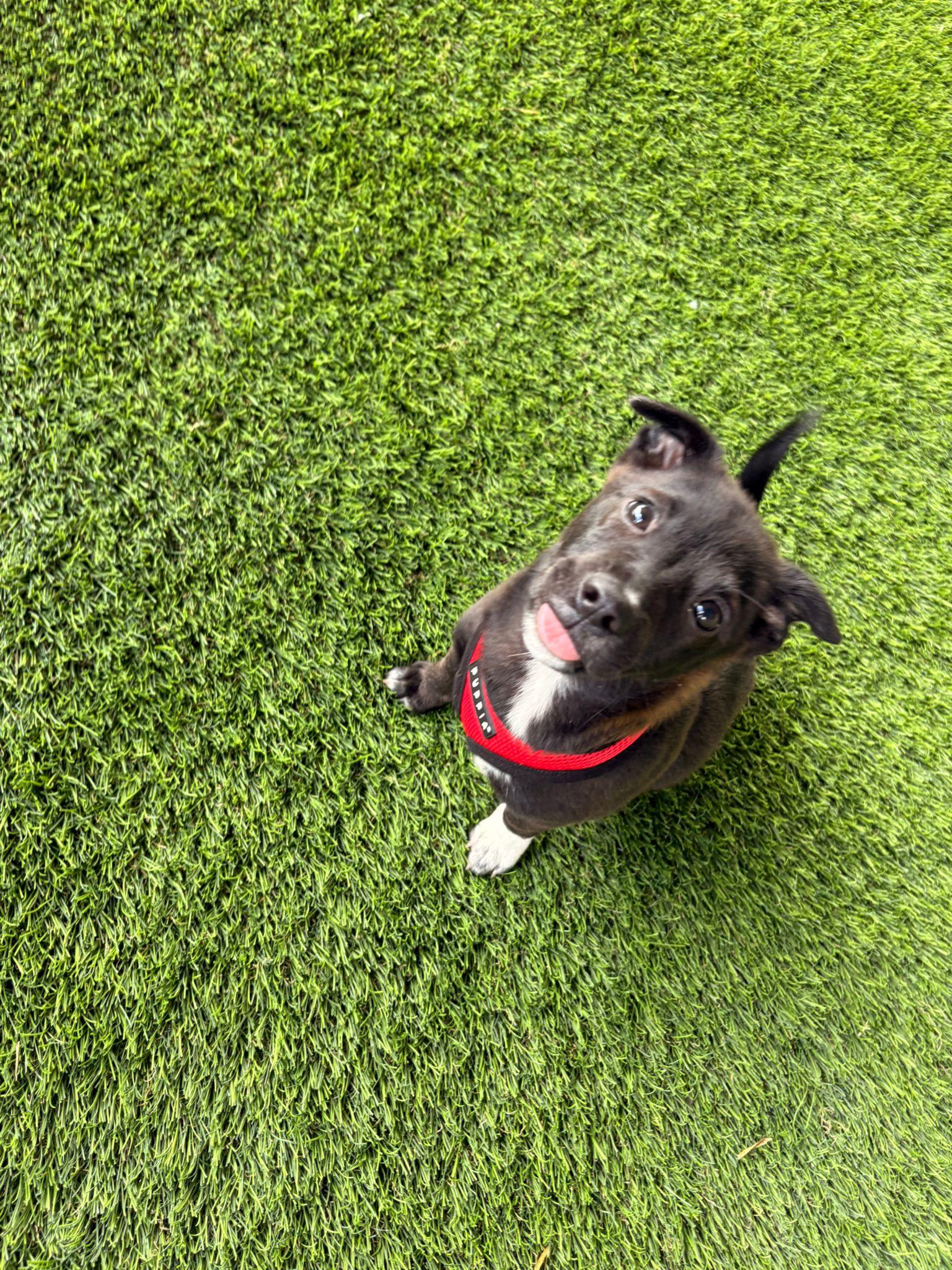 Enlarge Bean, a ADOPTABLE Mixed Breed in Morristown, NJ image 2/6
