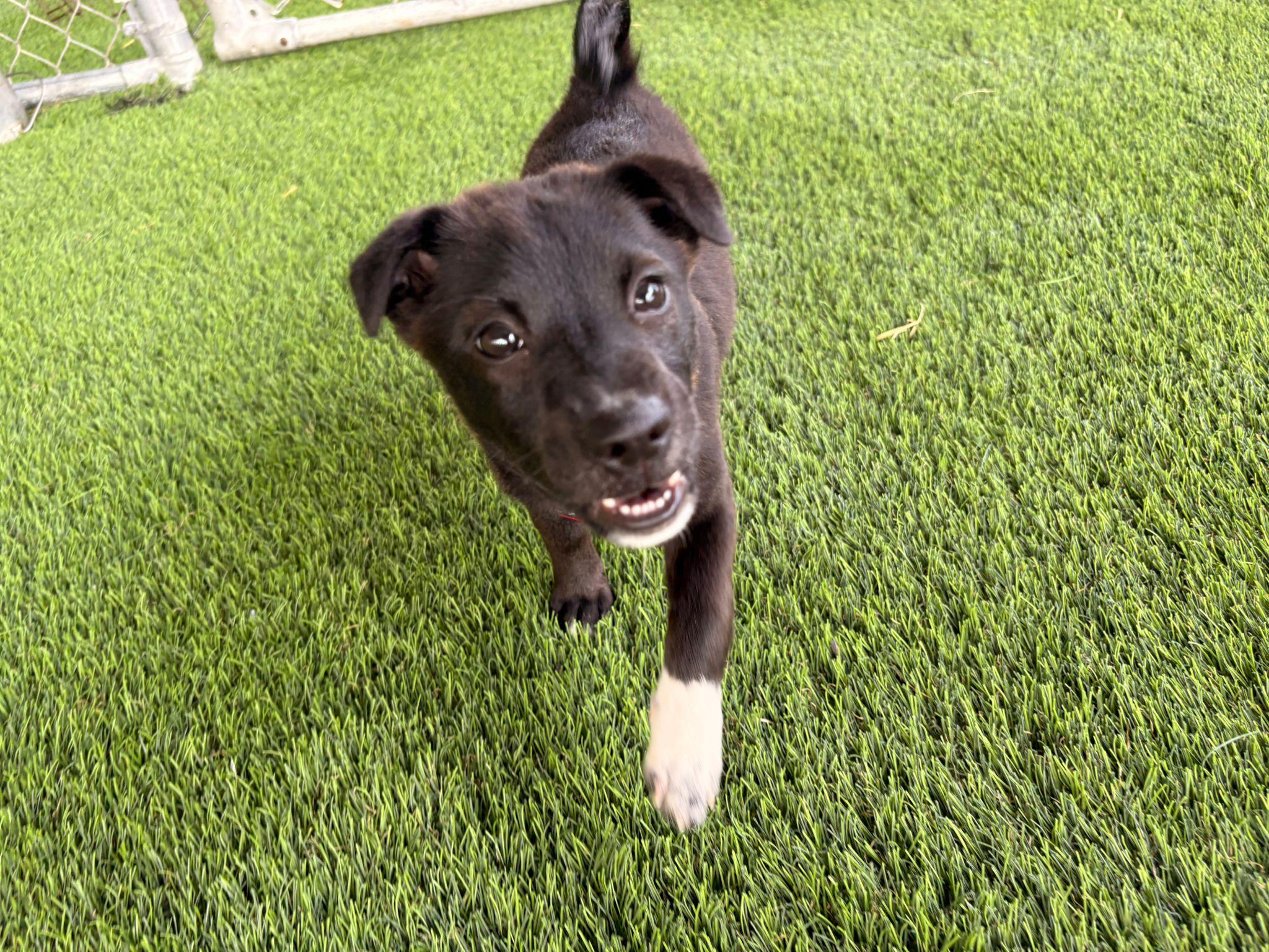 Enlarge Bean, a ADOPTABLE Mixed Breed in Morristown, NJ image 1/6