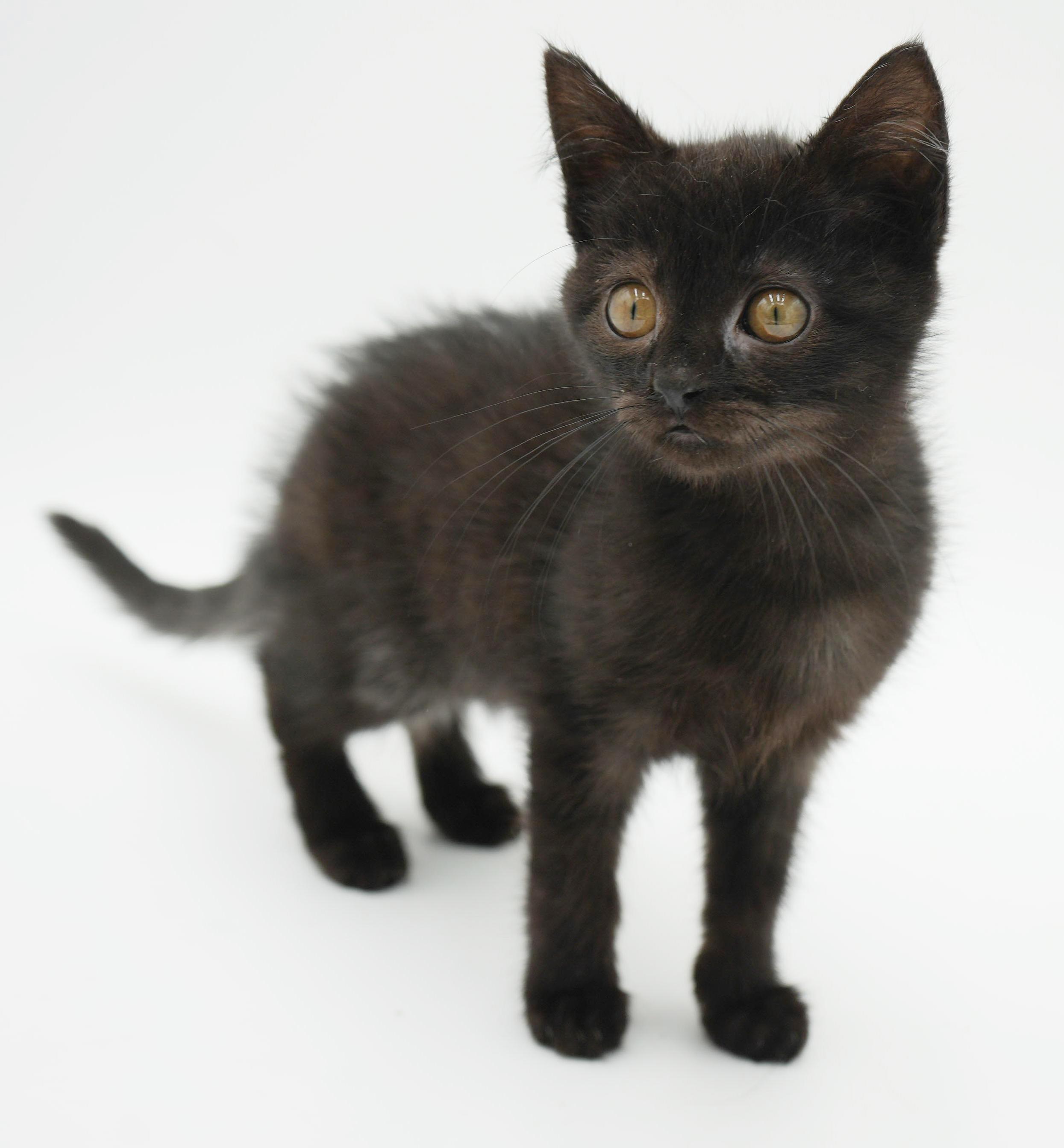 Enlarge Hannah is heaven in mini chocolate package!, an adopted mixed breed in Bedford Hills, NY image 4/6