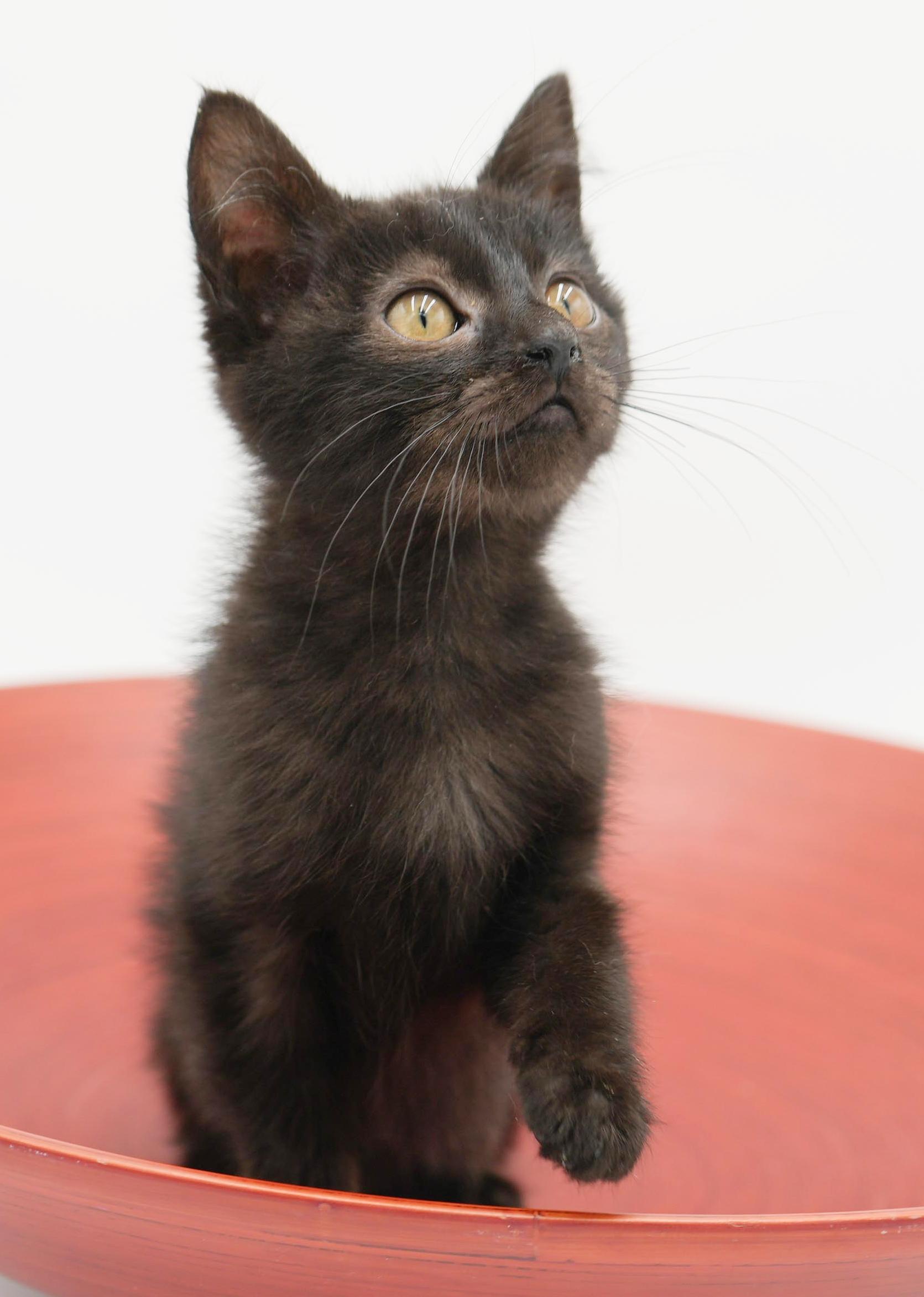 Enlarge Hannah is heaven in mini chocolate package!, an adopted mixed breed in Bedford Hills, NY image 3/6