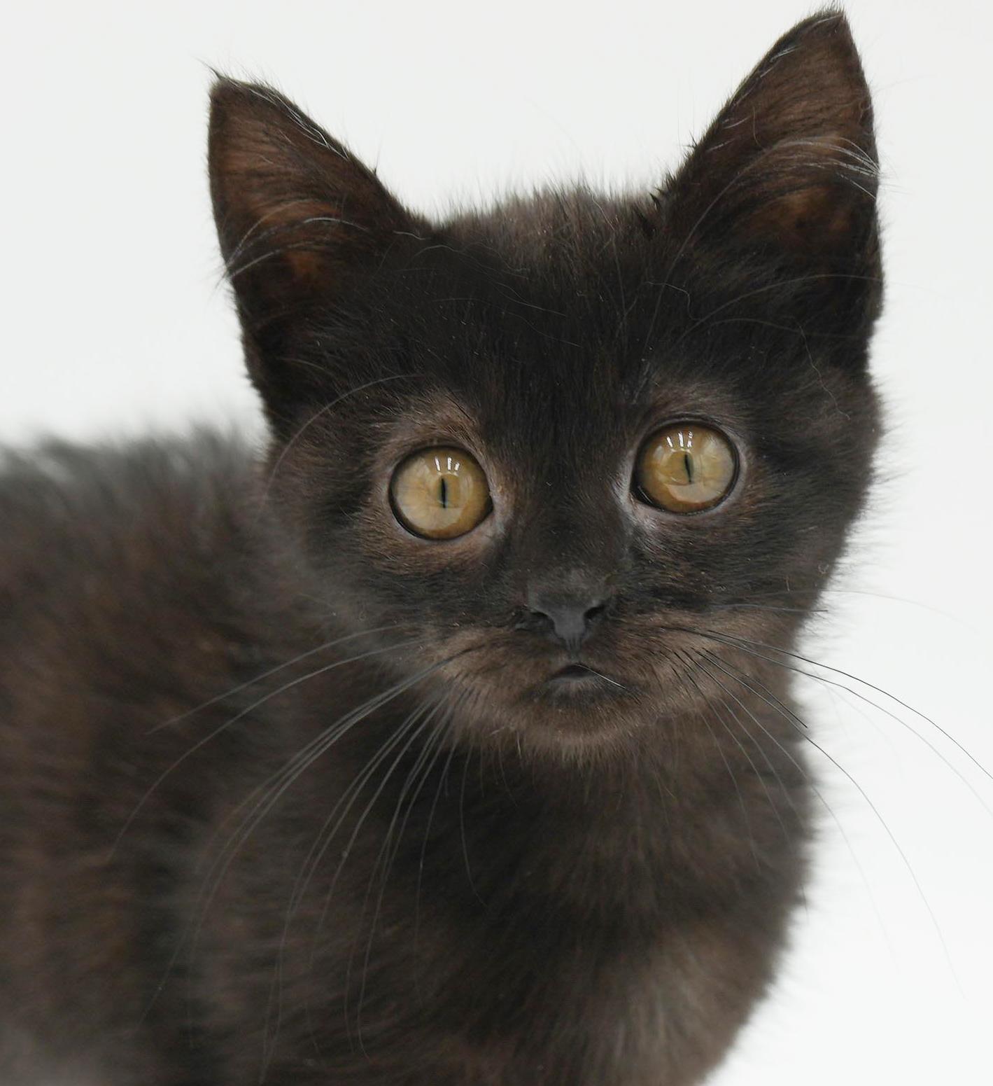 Enlarge Hannah is heaven in mini chocolate package!, an adopted mixed breed in Bedford Hills, NY image 1/6