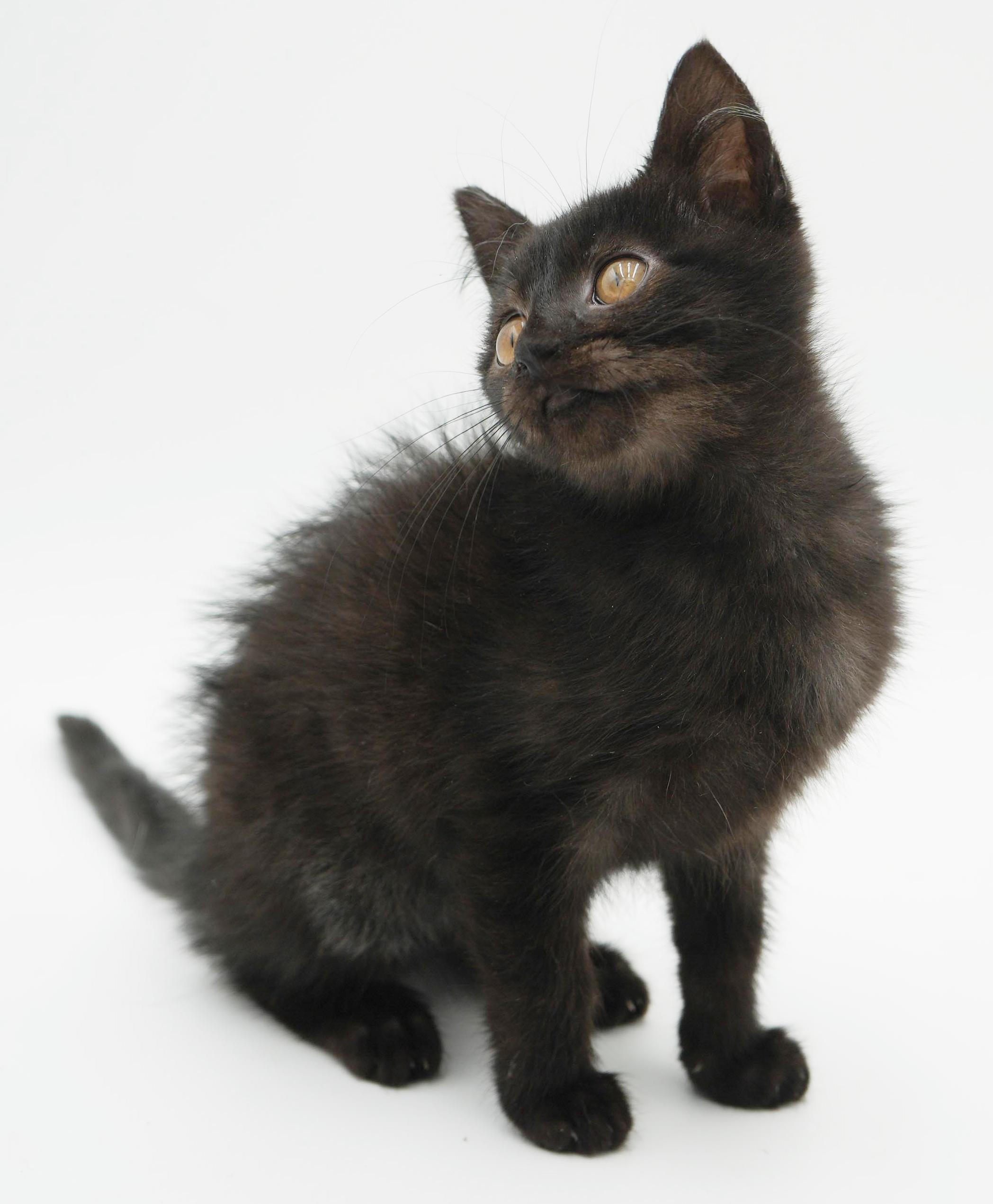 Enlarge Hannah is heaven in mini chocolate package!, an adopted mixed breed in Bedford Hills, NY image 2/6