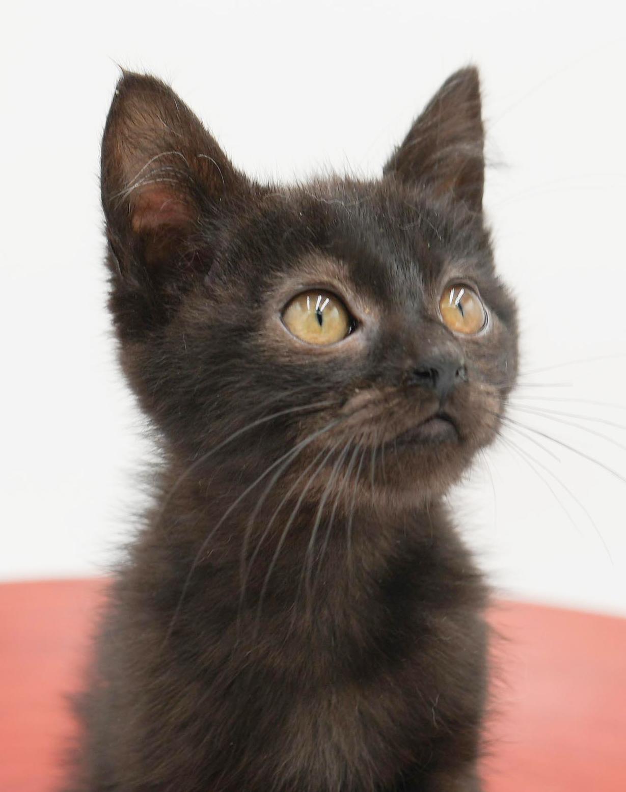 Enlarge Hannah is heaven in mini chocolate package!, an adopted mixed breed in Bedford Hills, NY image 6/6