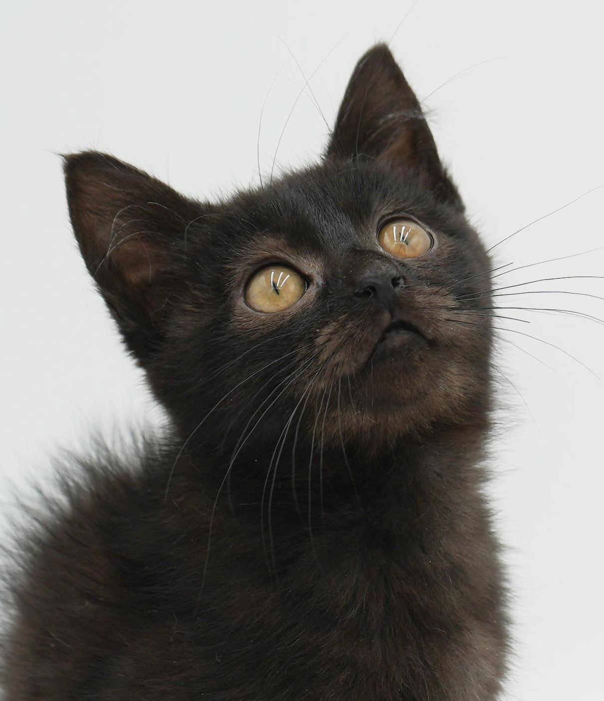 Enlarge Hannah is heaven in mini chocolate package!, an adopted mixed breed in Bedford Hills, NY image 5/6