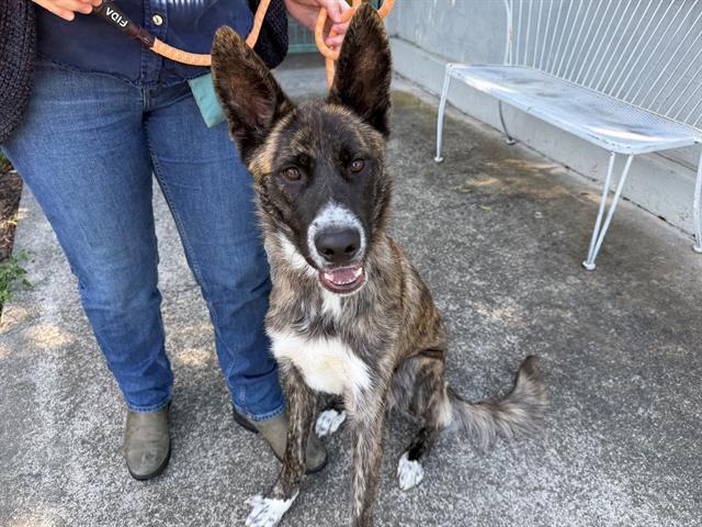 SOL, Adoptable, Young Male German Shepherd Dog & Mixed Breed.