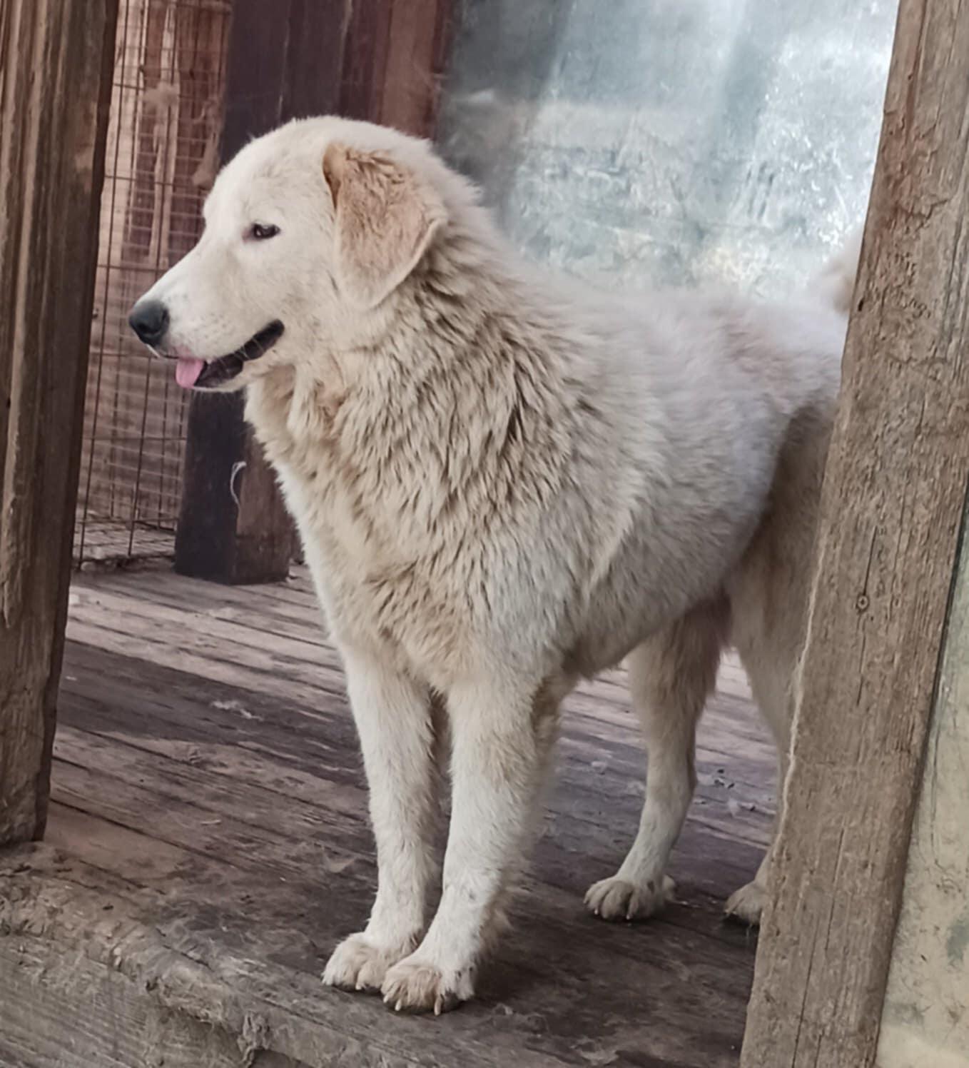 Mimi, Adoptable, Young Female Great Pyrenees & Maremma Sheepdog.