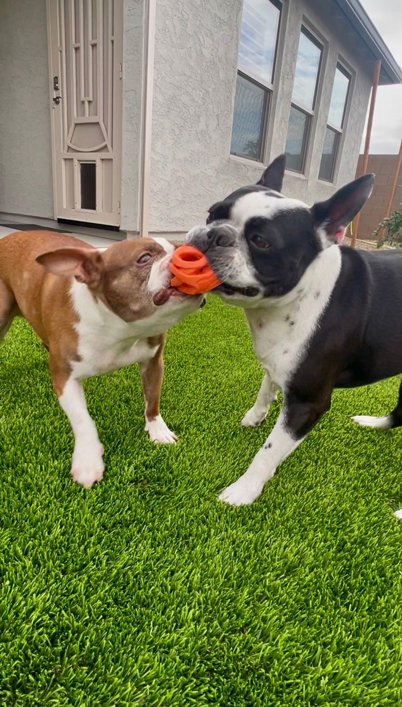 Louie, Adopted, Adult Male Boston Terrier.