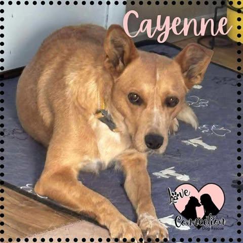 Cayenne, ADOPTABLE, Young Female Australian Cattle Dog / Blue Heeler.