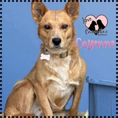 Cayenne, ADOPTABLE, Young Female Australian Cattle Dog / Blue Heeler.