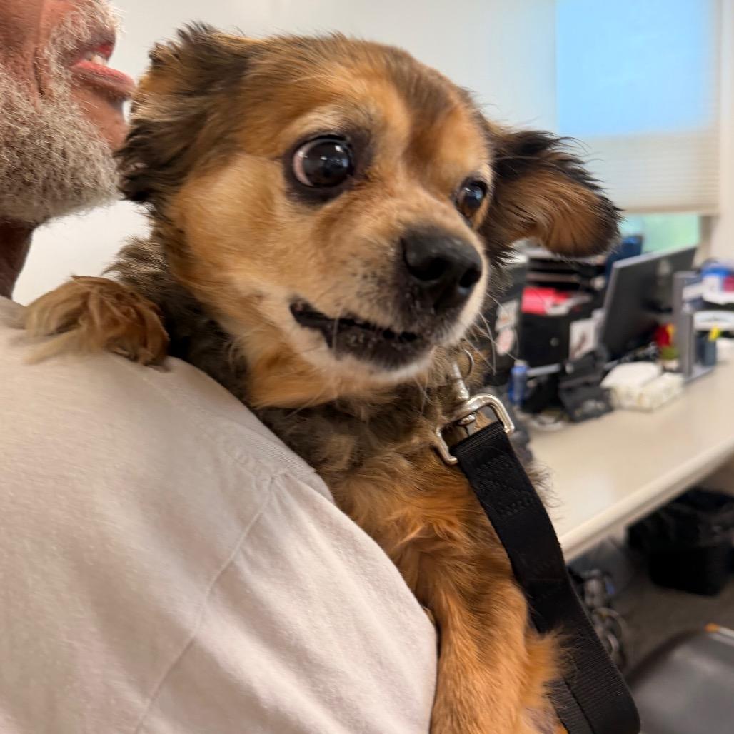 Sage, Adoptable, Senior Female Mixed Breed.
